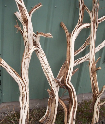 sagebrush wood