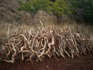 Juniper Wood Drying