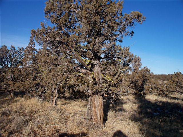 Western Juniper Tree